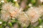 Canadian Horseweed