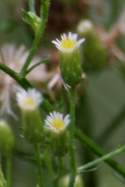 Canadian Horseweed