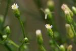 Canadian Horseweed