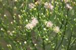 Canadian Horseweed