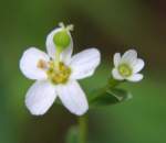 Flowering Spurge