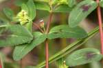 Spotted Spurge