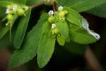 Spotted Spurge