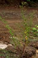 Spotted Spurge