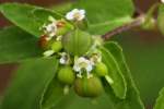 Spotted Spurge