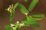 Spotted Spurge