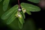 Spotted Spurge