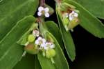 Spotted Spurge