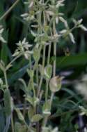 Sticky Chickweed