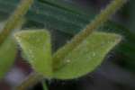 Sticky Chickweed