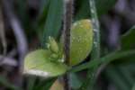 Sticky Chickweed