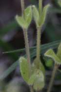 Sticky Chickweed