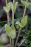 Sticky Chickweed