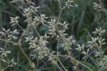 Sticky Chickweed