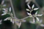 Sticky Chickweed