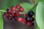 Highbush Blueberry