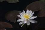 Water Lily