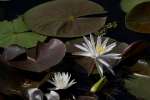 Water Lily