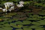 Water Lily