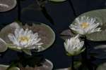 Water Lily