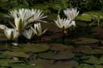 Water Lily