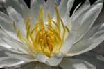 Water Lily