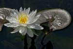 Water Lily