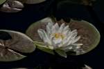 Water Lily