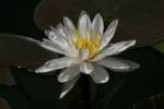 Water Lily