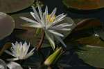 Water Lily