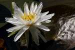 Water Lily