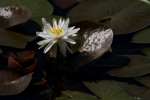 Water Lily