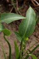 Grassy Arrowhead