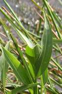 Grassy Arrowhead