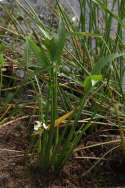 Grassy Arrowhead