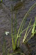 Grassy Arrowhead