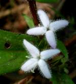 Partridgeberry