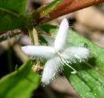 Partridgeberry