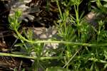 Cleavers - Goosegrass