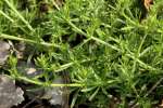 Cleavers - Goosegrass