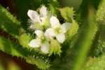 Cleavers - Goosegrass