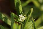 Cleavers - Goosegrass