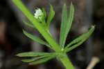 Cleavers - Goosegrass