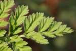 Hairyfruit Chervil