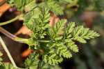 Hairyfruit Chervil