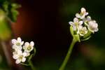 Hairyfruit Chervil