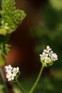 Hairyfruit Chervil