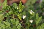 Hairyfruit Chervil