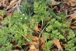 Hairyfruit Chervil