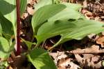 Prairie Plantain / Groovestem Indian Plaintain